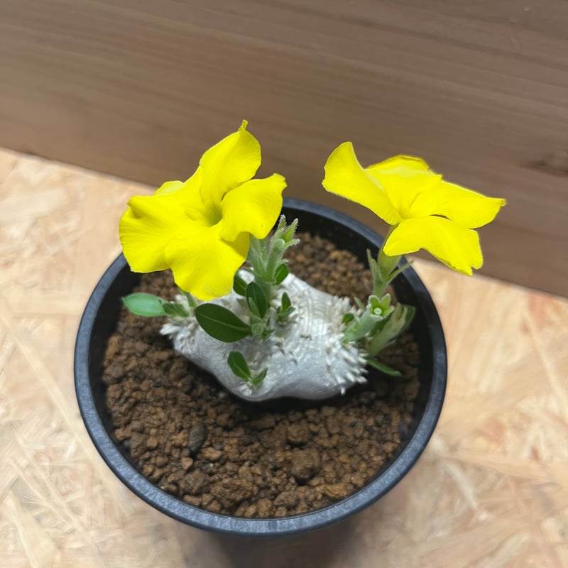 パキポディウム 恵比寿笑い Pachypodium brevicaule ④ パキポディウム・恵比寿笑い 4号 - 雨読堂 -UDOKUDO- 観葉植物