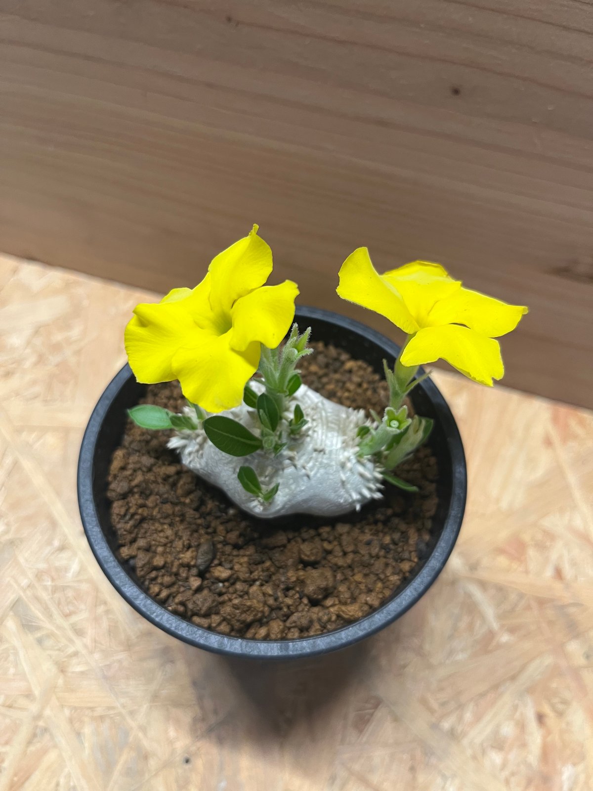 パキポディウム 恵比寿笑い Pachypodium brevicaule ⑨ Yahoo!オークション - 《PW》パキポディウム“恵比寿笑い P