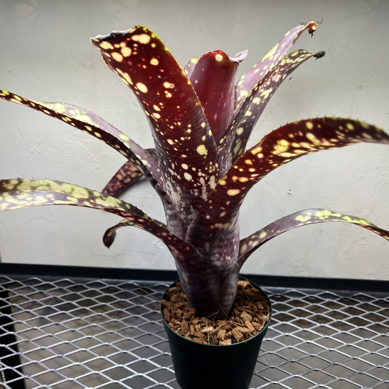 ビルベルギア コーランダイナスティ | GREEN LUCK