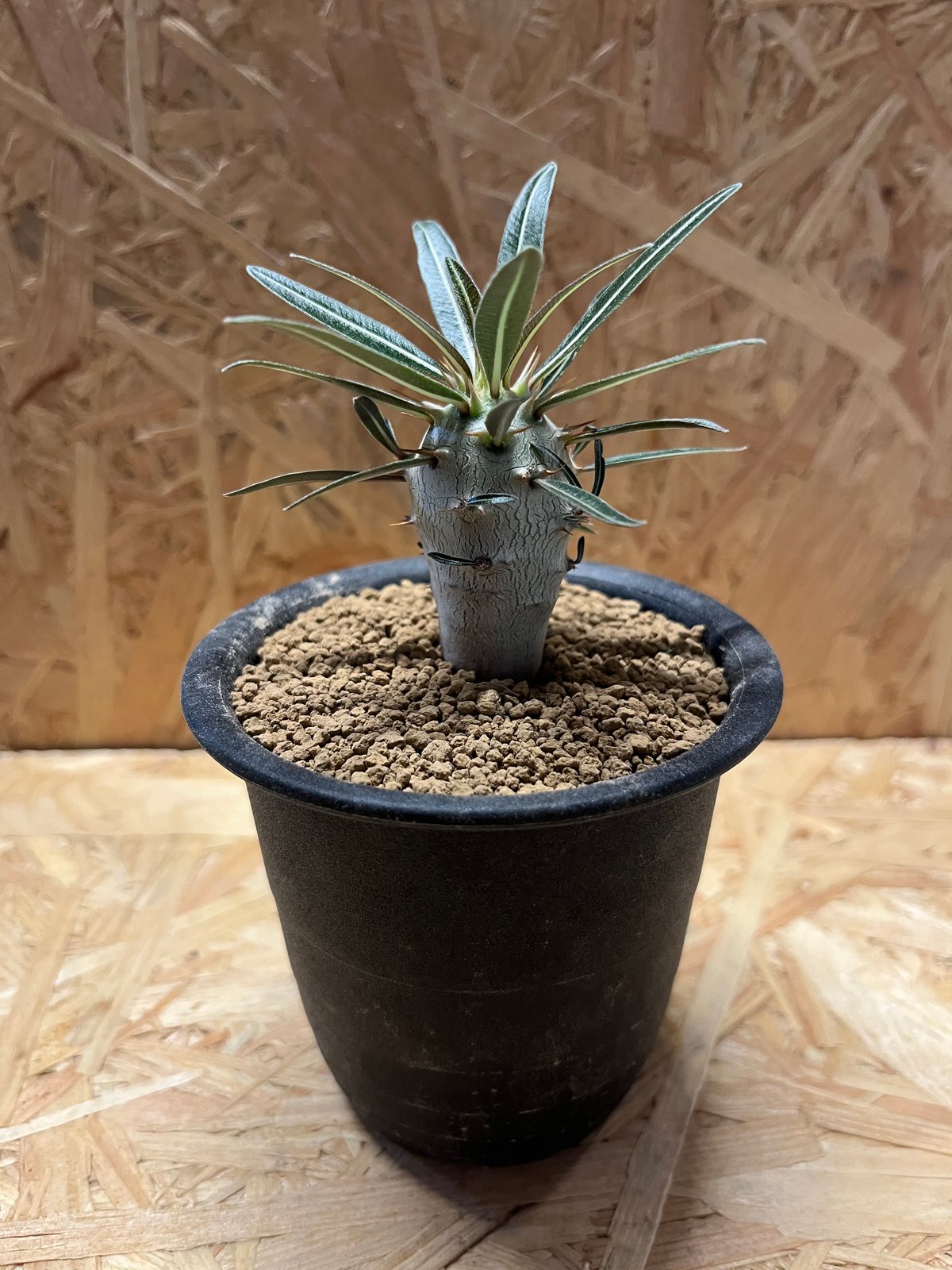 fit=scale-down,w=1200