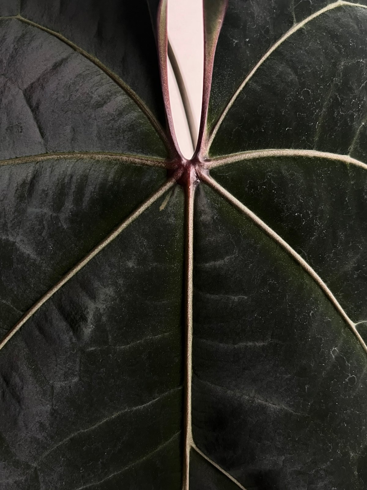 アンスリウム エースオブスペード ダークフォーム セルフ | GREEN LUCK