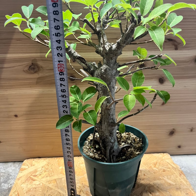 ガジュマル 古木 フィカス ミクロカルパ | GREEN LUCK