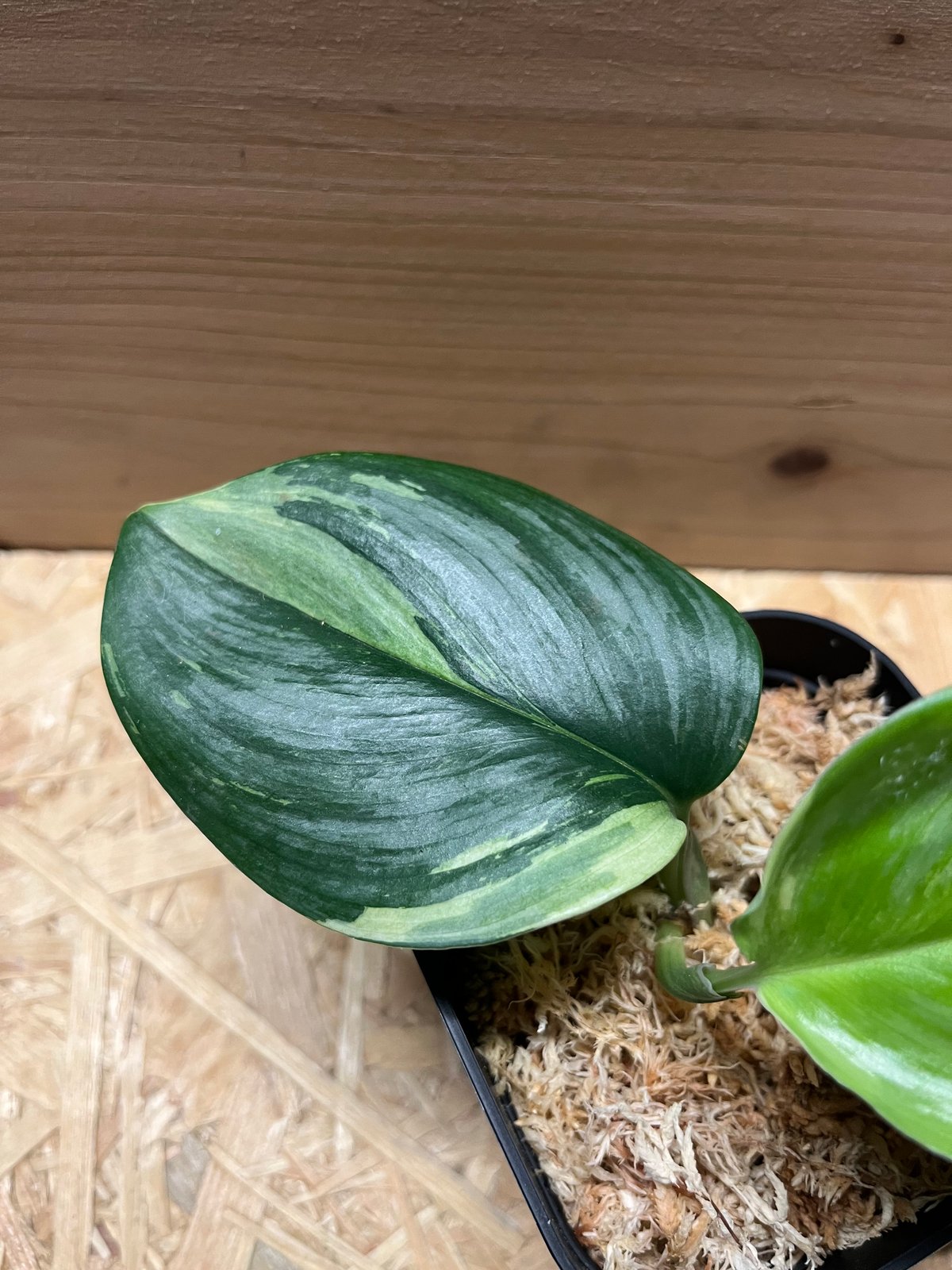 ☆極上斑☆スキンダプサス バチコン Scindapsus Baticon レア②