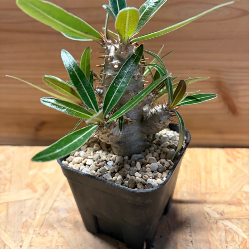 値下げ！【鉢付き】パキポディウムカクチペス パキポディウム カクチペス 【多肉植物 4号／1個売り】｜ 【植物の