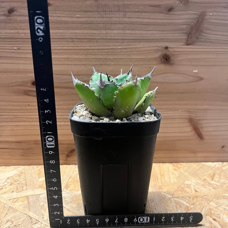 アガベ　チタノタ　シャークソード　良血統 園芸ネット本店｜アガベ：チタノタ シャークソード 3号鉢植え の通販