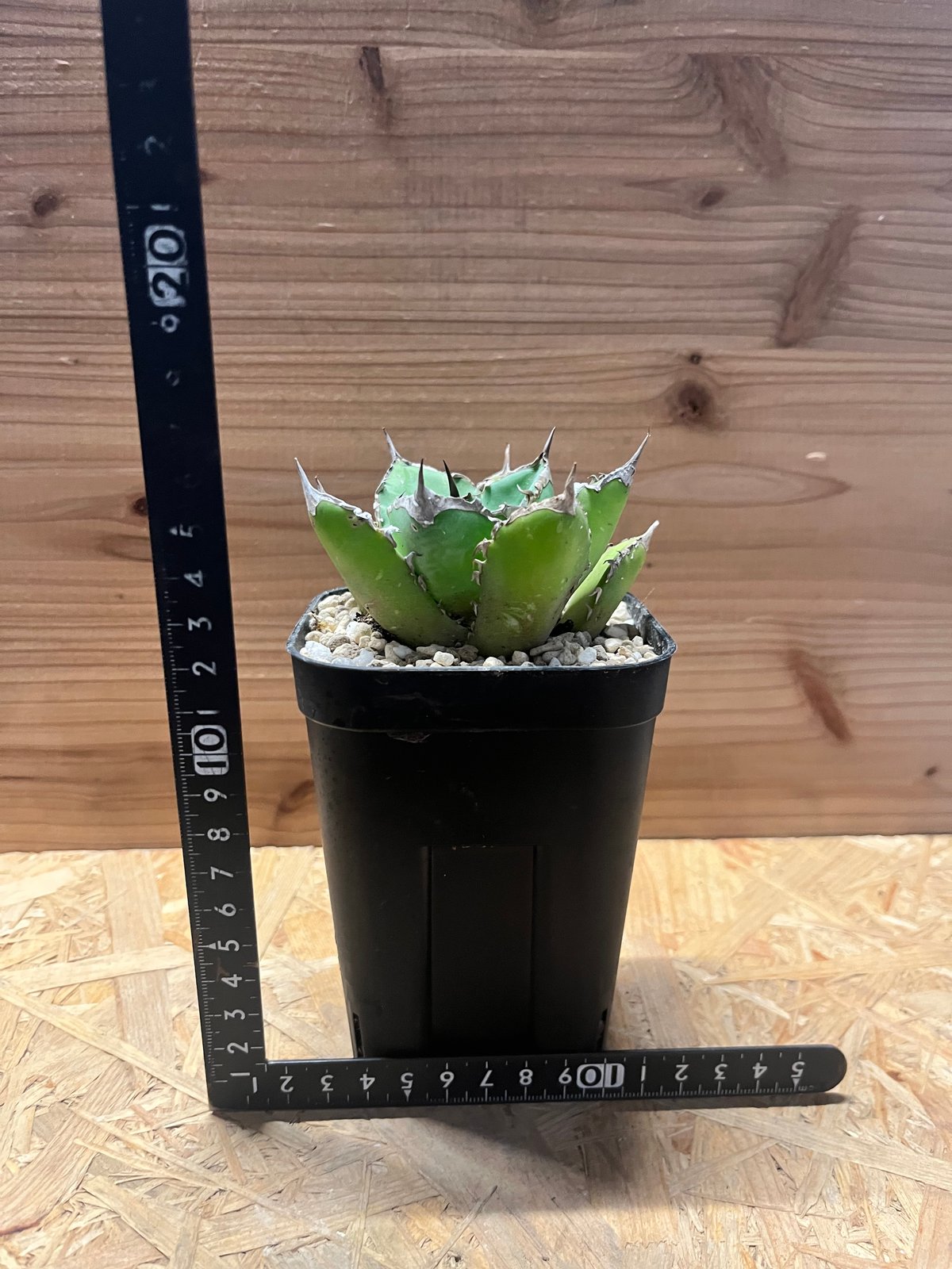 アガベチタノタ　シャークソード アガベ チタノタ シャークソード 