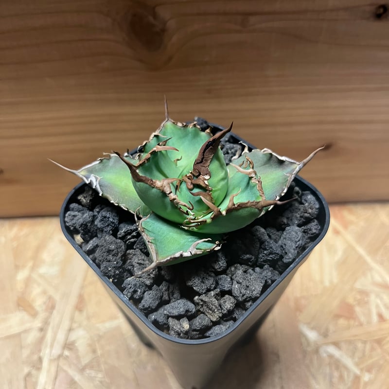 アガベ　no name from italy 子株 agave アガベ ノーネーム Agave no name | Sunny Branch