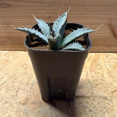 アガベユタエンシスエボリスピナ | STORES