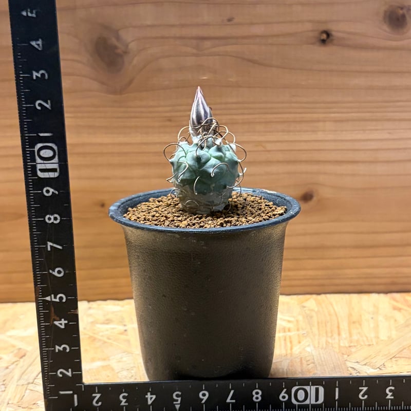 ツルビニカルプス 鳥城丸 赤花 | GREEN LUCK