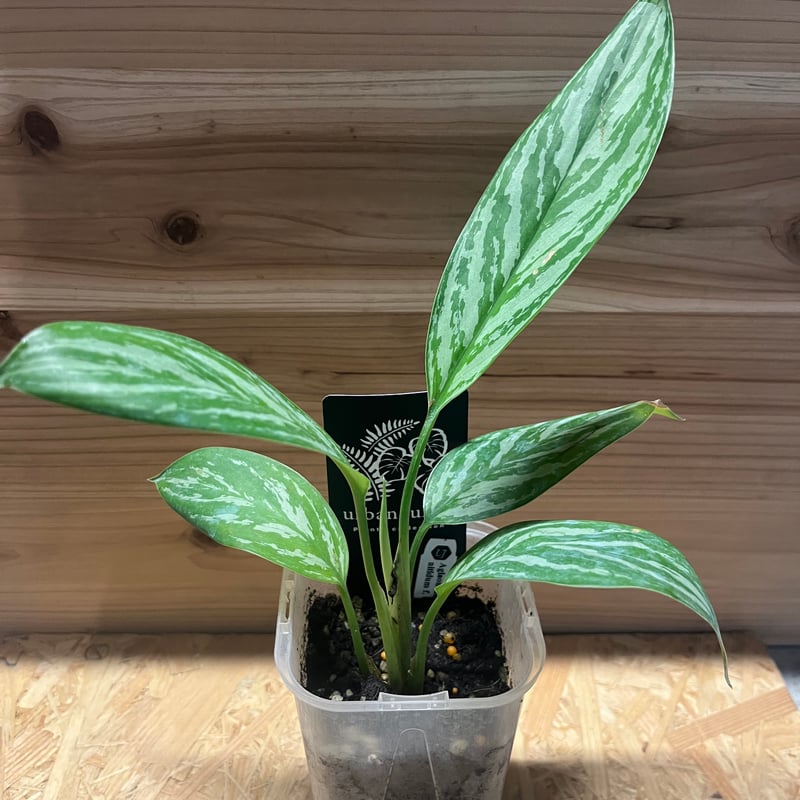 アグラオネマ ニティドゥム カーティシー | GREEN LUCK