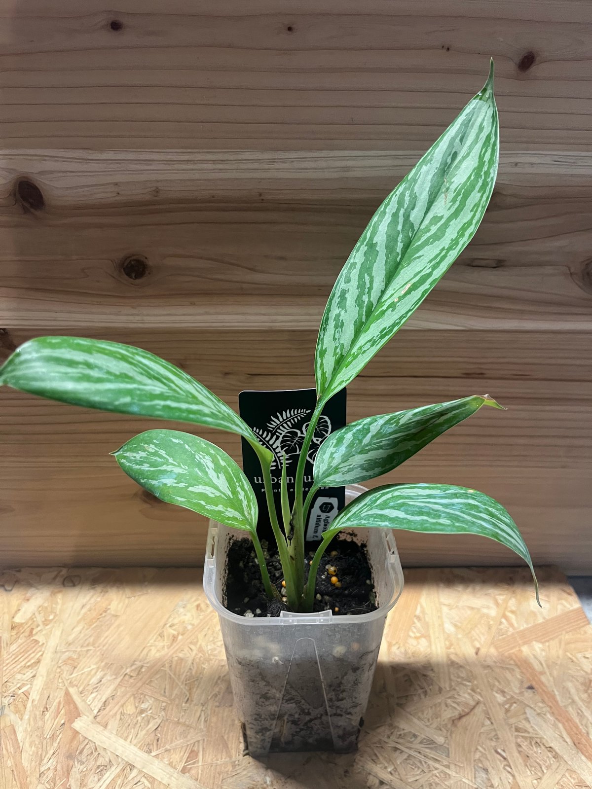 アグラオネマ ニティドゥム カーティシー | GREEN LUCK