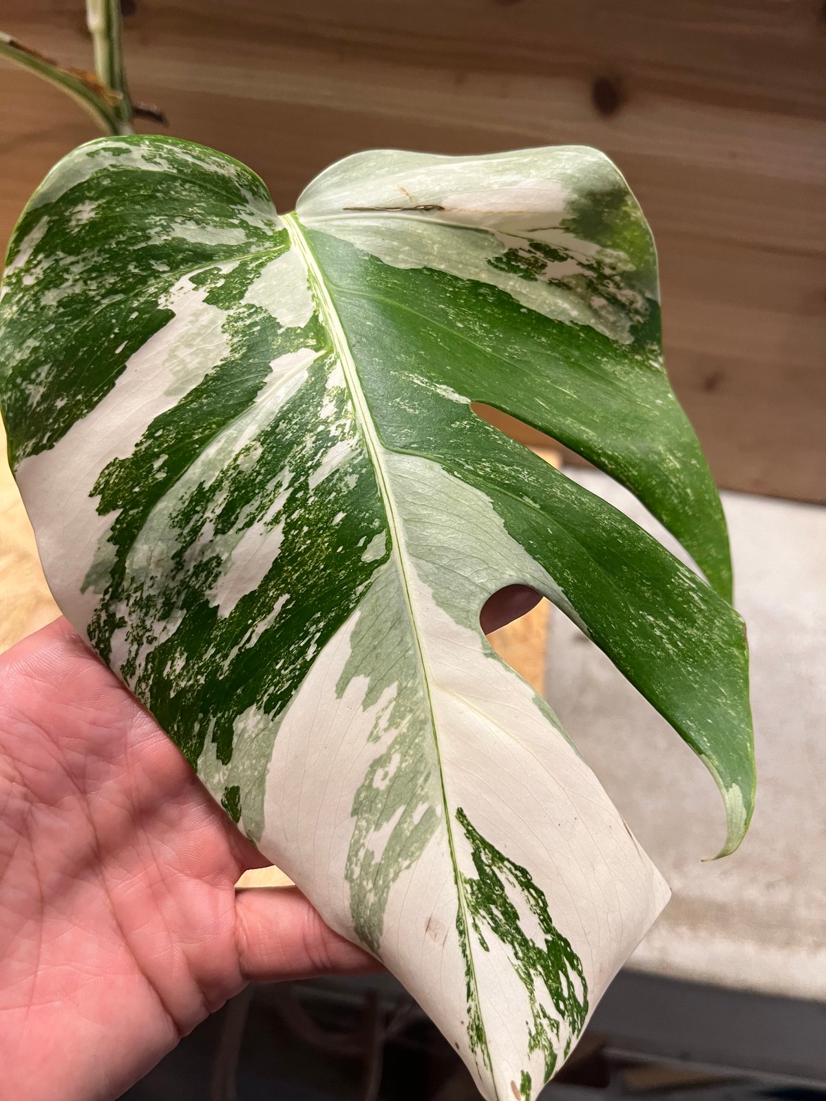 極斑入り モンステラ ボルシギアナ バリエガータ | GREEN LUCK