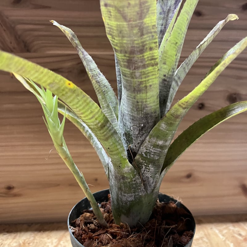 群生 ネオレゲリア パウシフローラ ネオレゲリア・パウシフローラ - 植物と暮らす m-plant