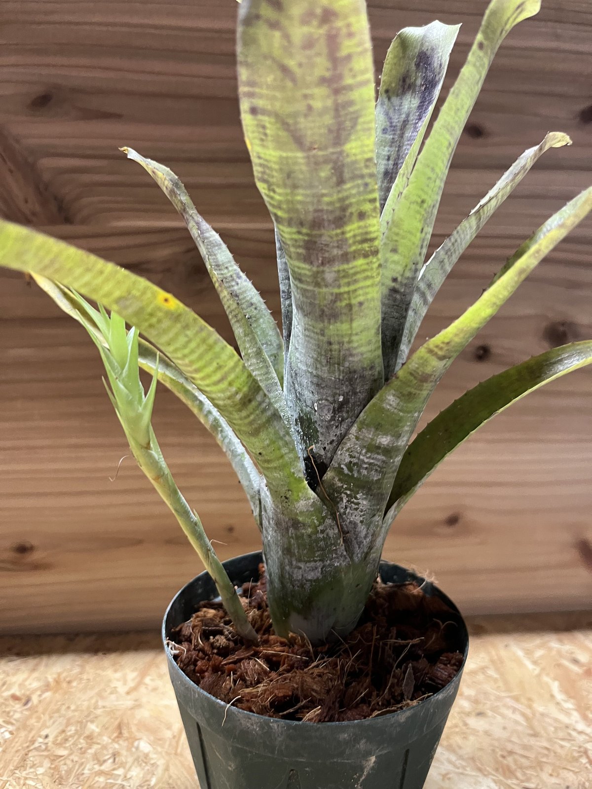 ネオレゲリア パウシフローラ スーパーホワイトクローン | GREEN