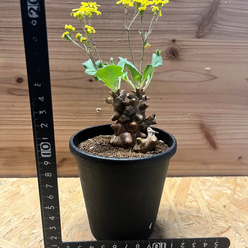 オトンナ ヘレー | GREEN LUCK