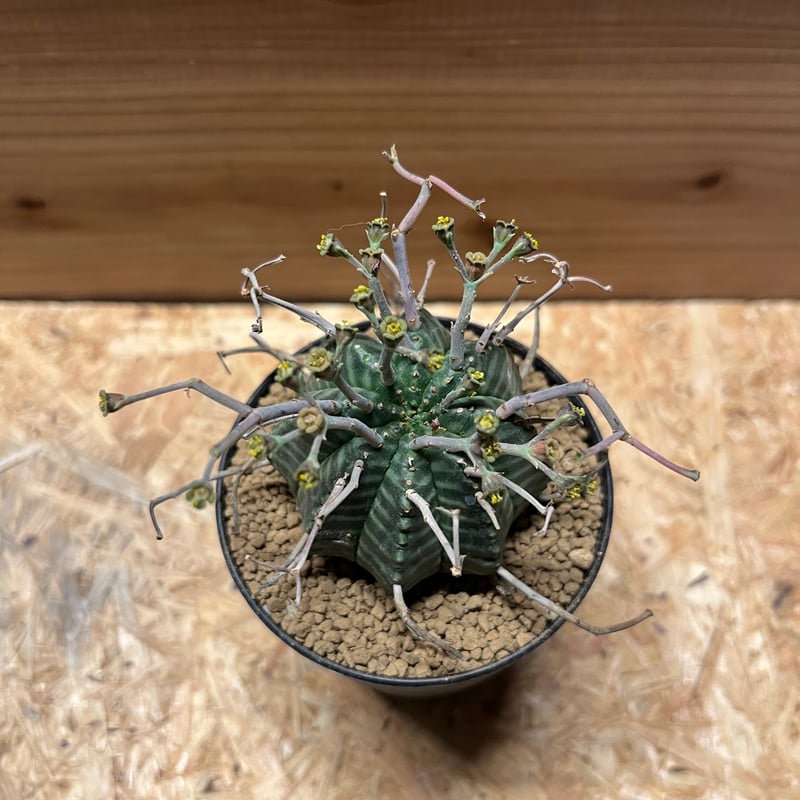 ブラックバリダ×スーパーバリダ　④ 色々な表情があって素敵。 #ブラックバリダ#スーパーブラックバリダ