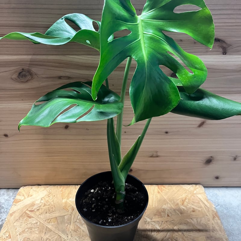 モンステラ デリシオーサ 実生 奇形葉セレクト モンステラ斑入り奇形葉