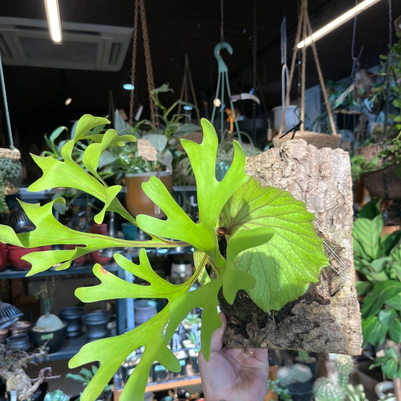 ビカクシダ リドレイ | GREEN LUCK