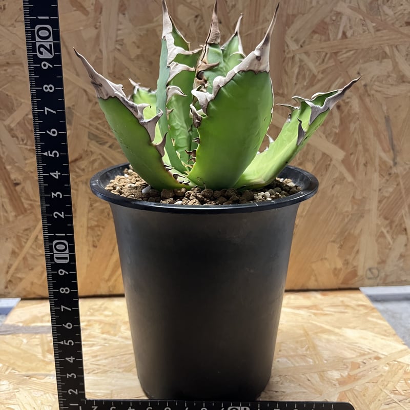 アガベ 鉢付き COYOTE レッドキャッド アガベ 鉢付き COYOTE レッド