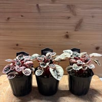 ペペロミア　ストロベリークォーツ