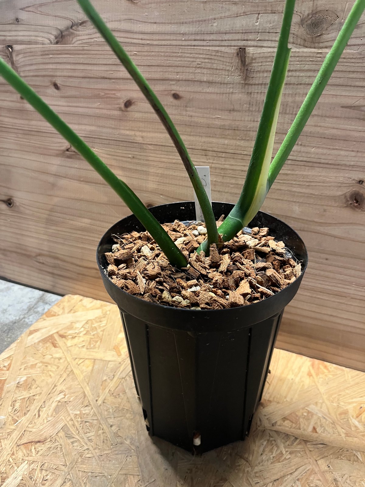 モンステラ デリシオーサ 'マクロコズム' | GREEN LUCK