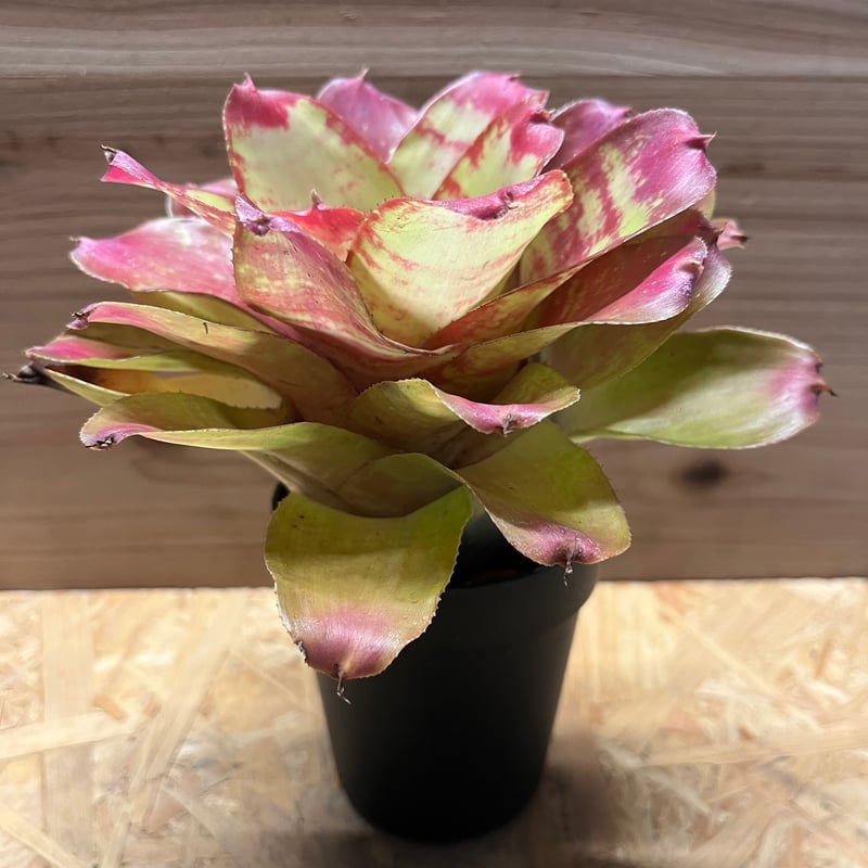 ネオレゲリア マーブルニック | GREEN LUCK