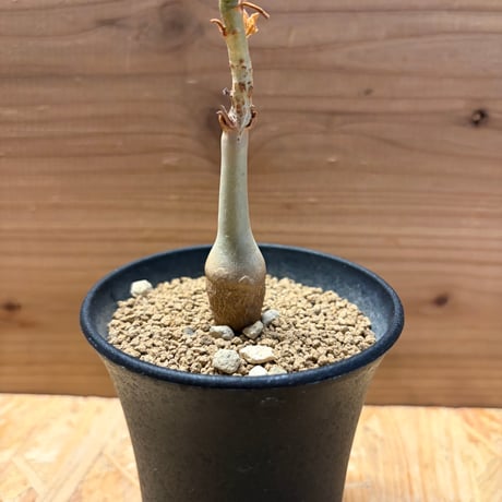 キフォステンマ　ユター