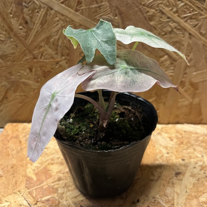 アロカシア アマゾニカ バリエガータ | GREEN LUCK