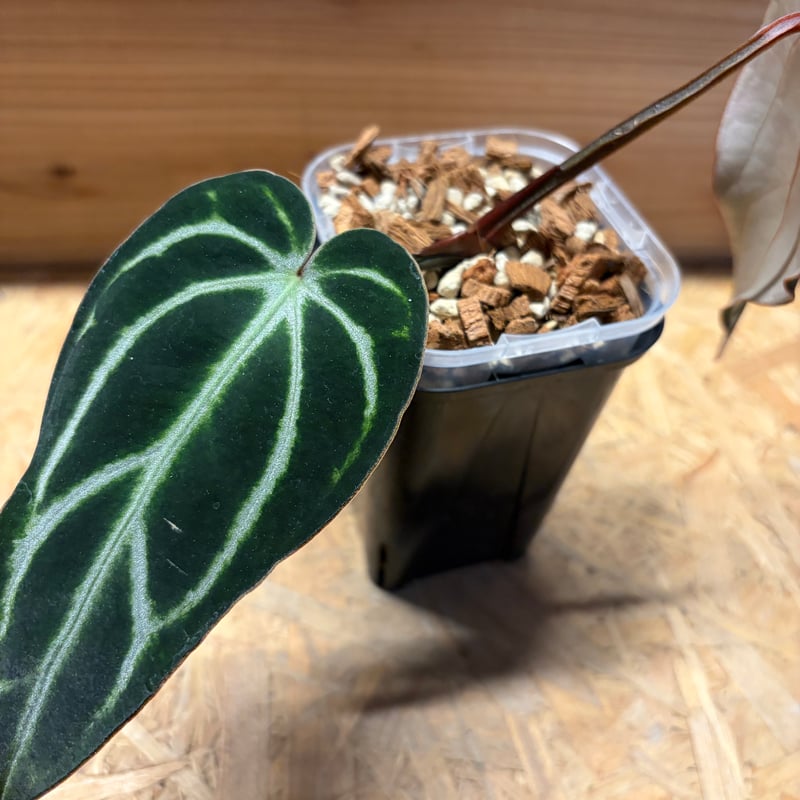 アンスリウム カーラブラッキー ナロー | GREEN LUCK