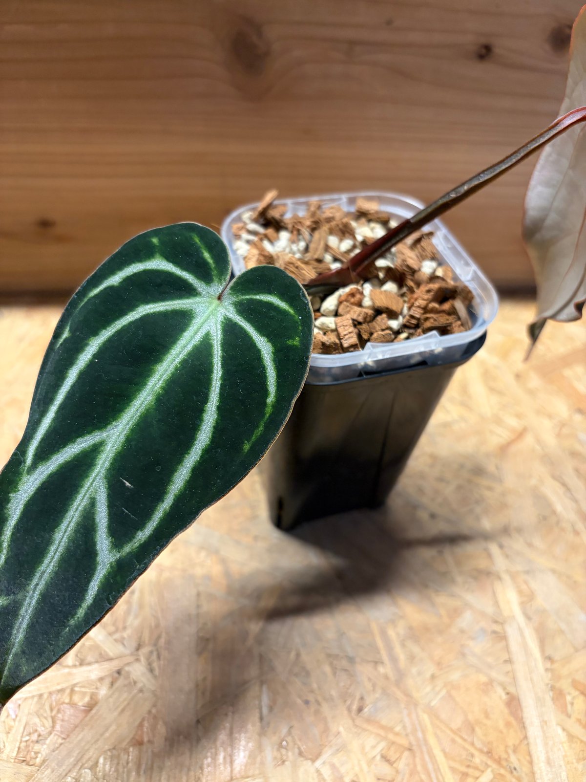 アンスリウム カーラブラッキー ナロー | GREEN LUCK