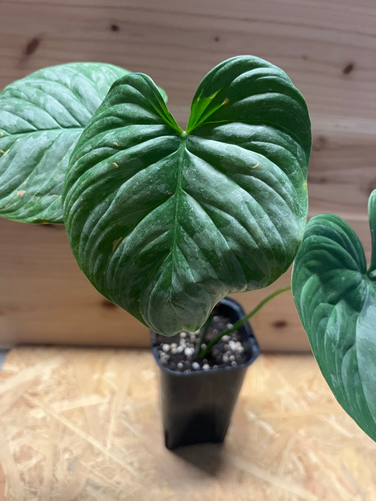 フィロデンドロン マジェスティック | GREEN LUCK