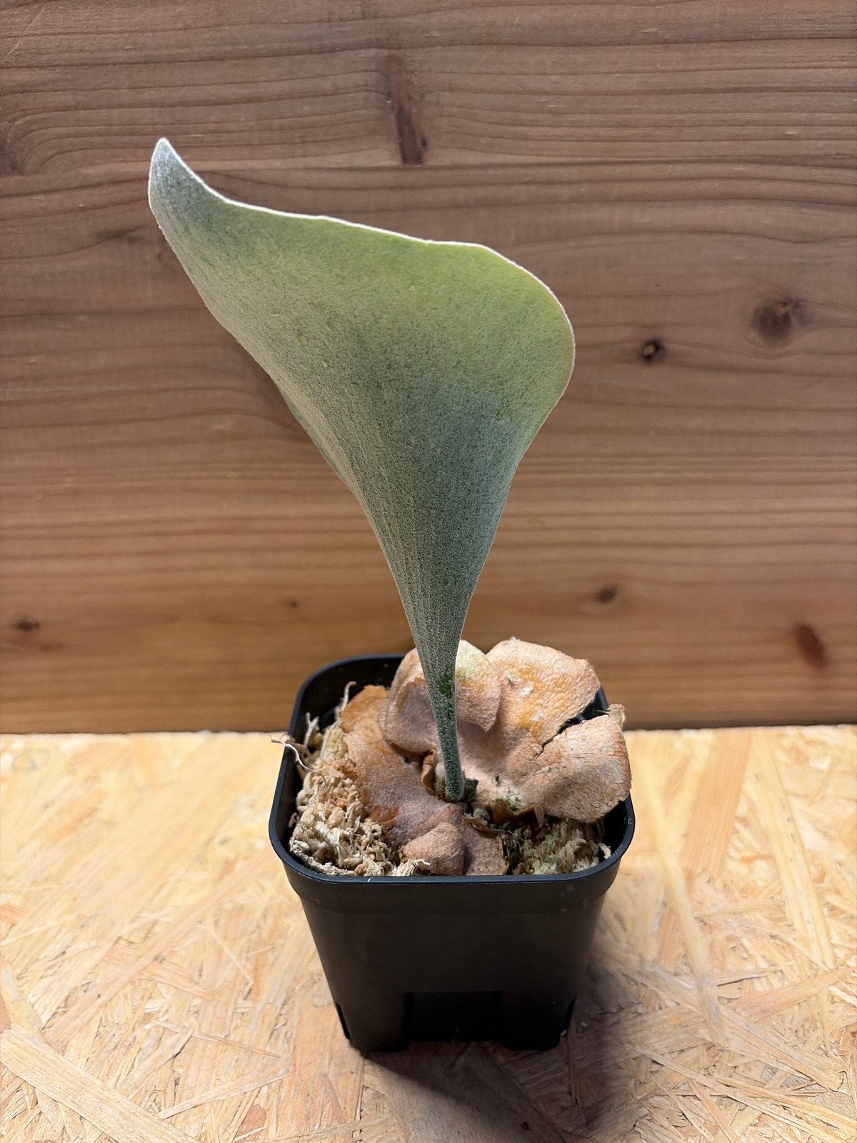 ビカクシダ FSQ デラロッチャ | GREEN LUCK