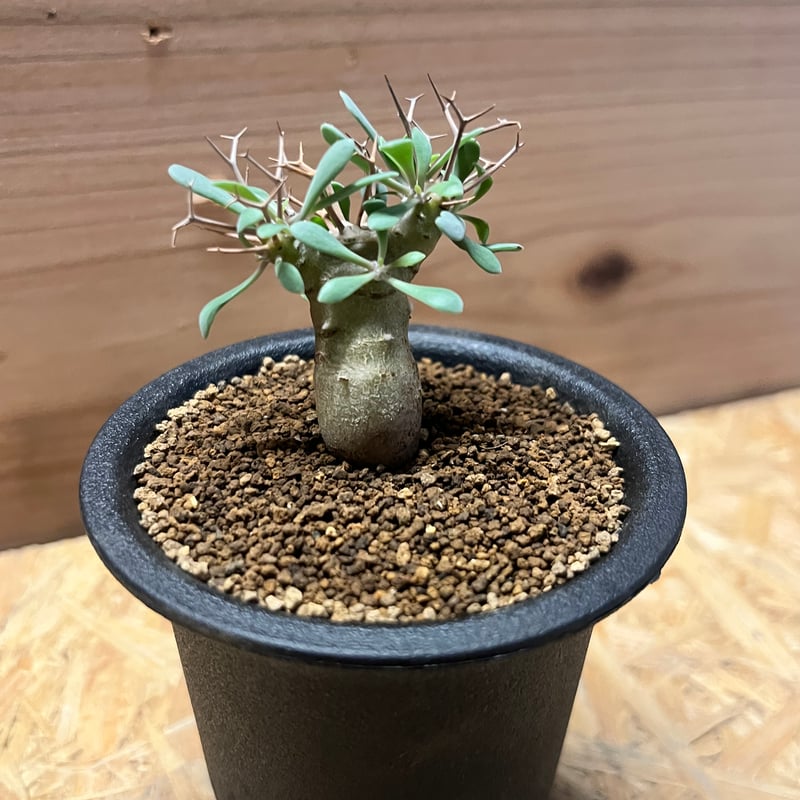 オトンナ ・ユーフォルビオイデス オトンナ・ユーフォルビオイデス（Othonna euphorbioides）| 育て方