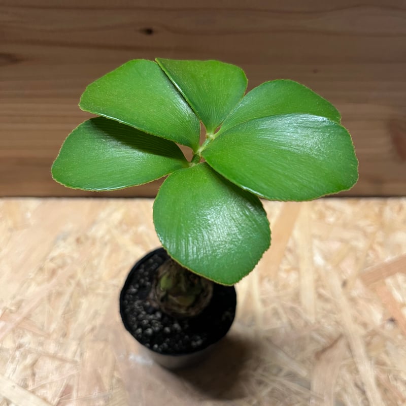 c*n様 ザミアフルフラセア（メキシコソテツ）厳選品　8寸 fit=scale-down,w=1200