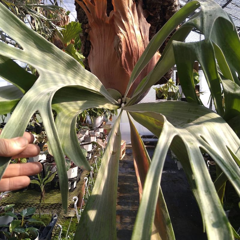 ビカクシダ スノーホワイト | GREEN LUCK