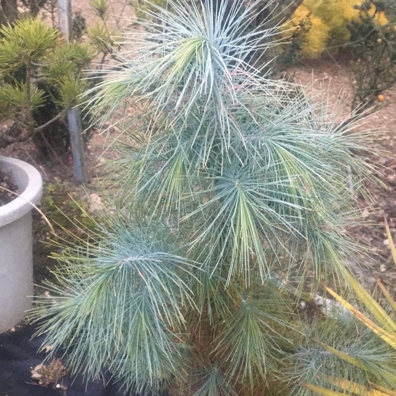 マルチネスピニョンマツ マルチネスピニョンマツ＜ピニョン松＞ 種子5粒 Big-cone pinyon