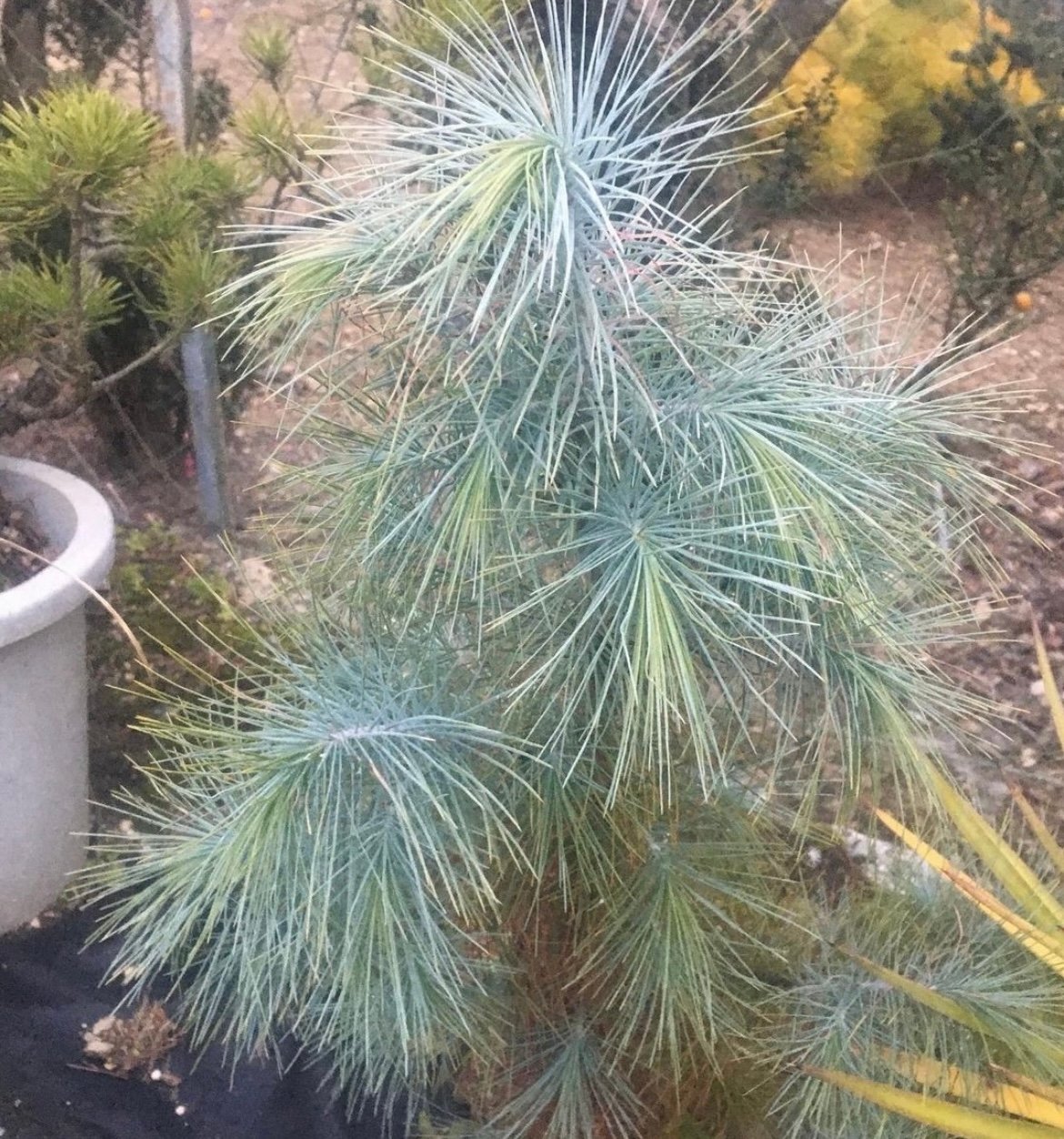 マルチネス ピニョンマツ | GREEN LUCK