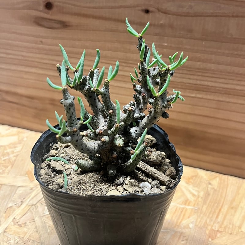 チレコドン　ブッコルジアヌス チレコドン ブッコルジアヌス／Tylecodon buchholzianus no.