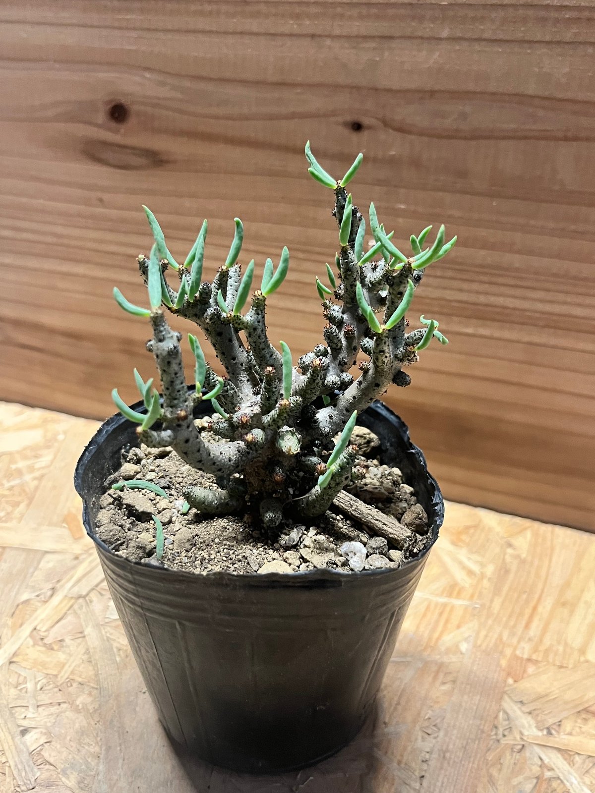 チレコドン ブッコルジアヌス | GREEN LUCK