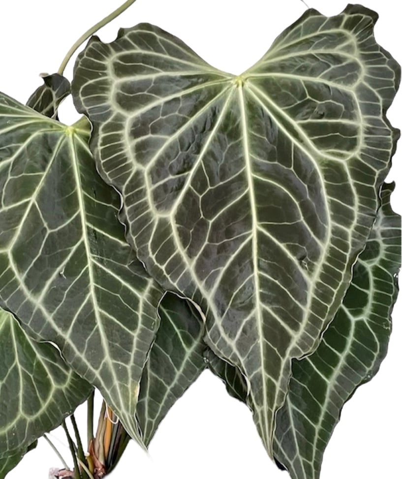 アンスリウム デルタフォース | GREEN LUCK