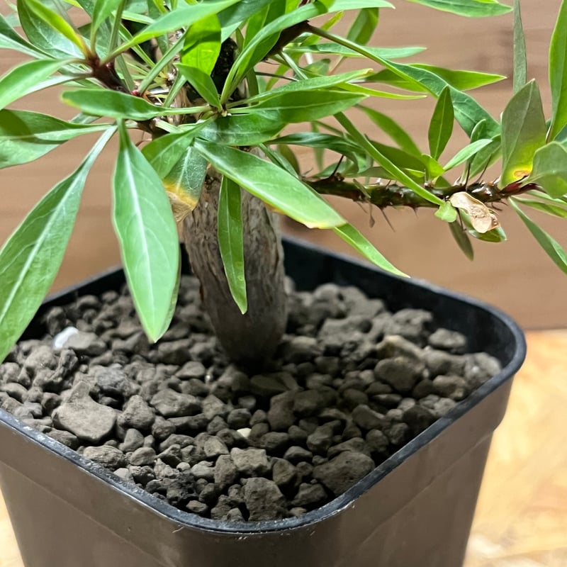 【早い者勝ち★実生★塊根すごい】　フォークイエリア　プルプシー　鉢のまま発送 @ フォークイエリア プルプシー | mana's farm:塊根植物・アガベ