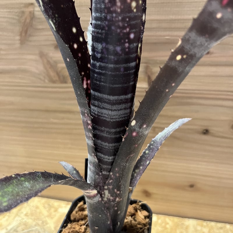 ビルベルギア オビワン カット苗子株 Billbergia Obi - Wan fit=scale-down,w=1200