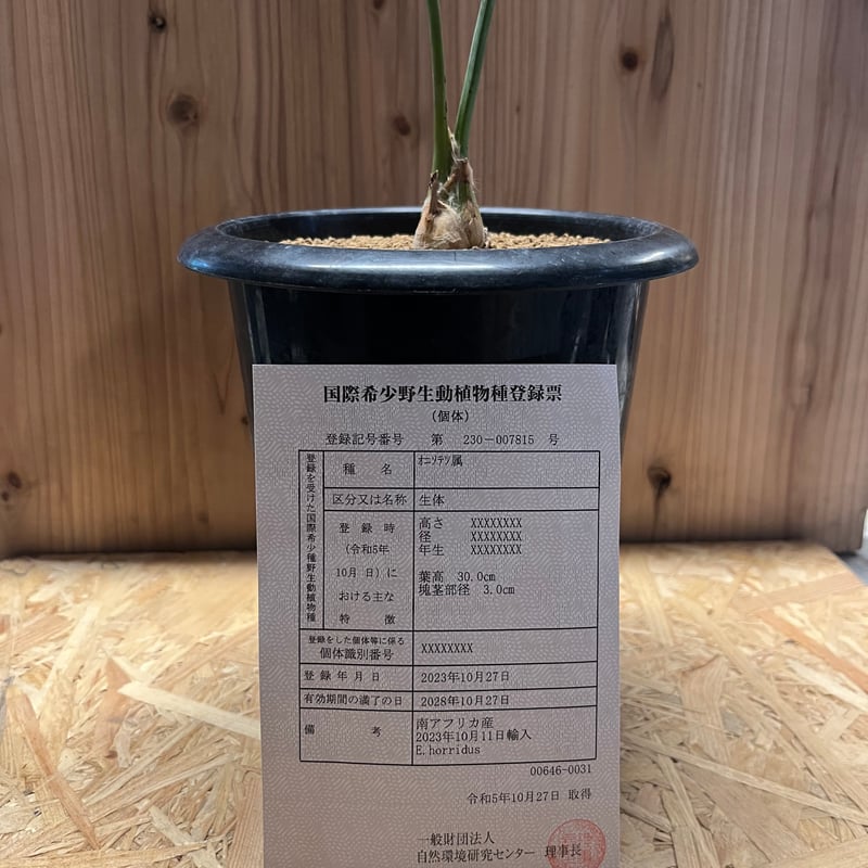 エンセファラルトス ホリダス | GREEN LUCK