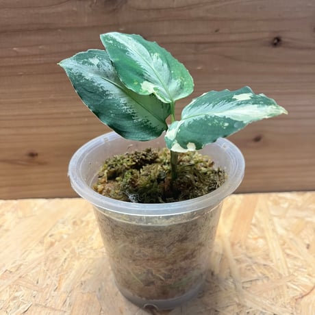 アグラオネマピクタム | STORES