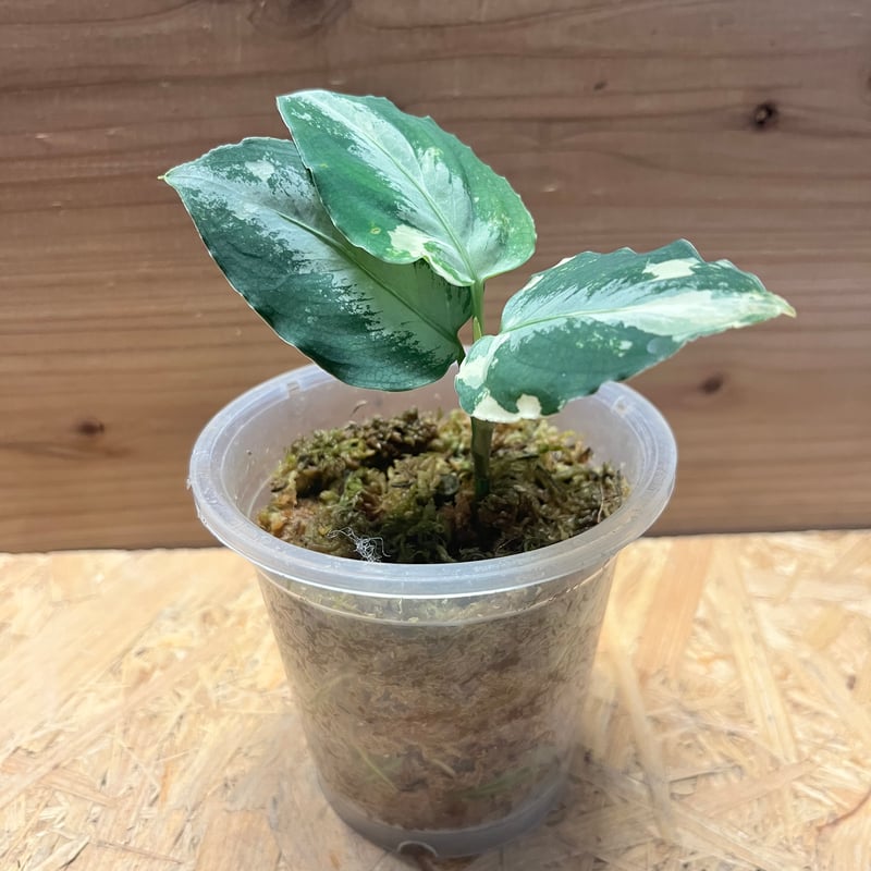 アグラオネマ ピクタム 斑入り | GREEN LUCK