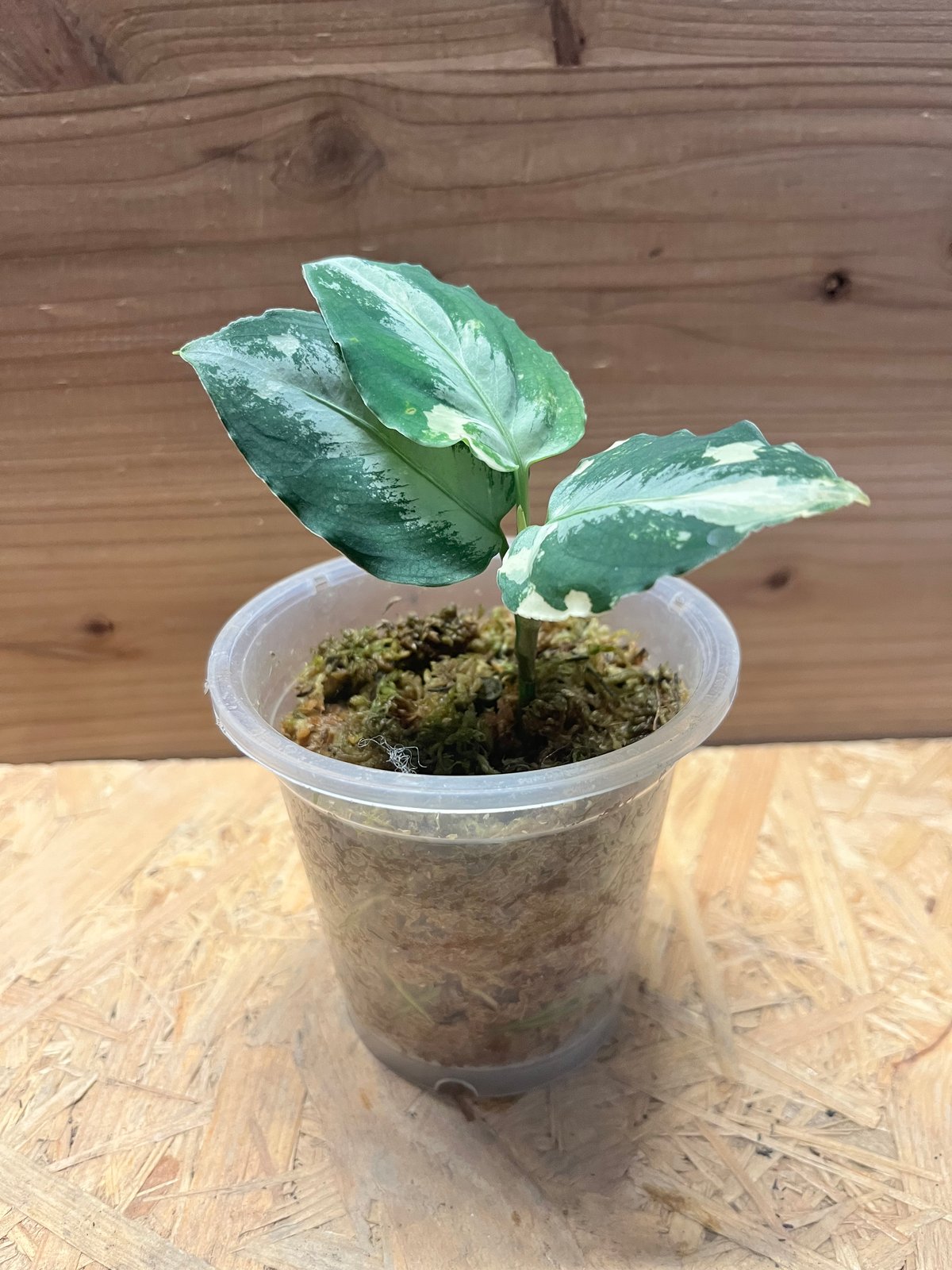 た*き様 アグラオネマ　ピクタム　斑入り アグラオネマ ピクタム 斑入り | GREEN LUCK