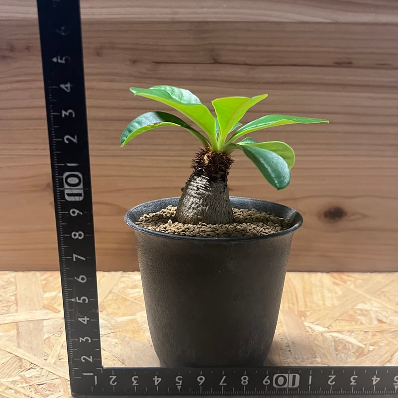 ユーフォルビア ラメナ | GREEN LUCK