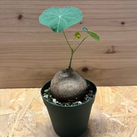 アンスリウム ポーティラエ NSE | GREEN LUCK