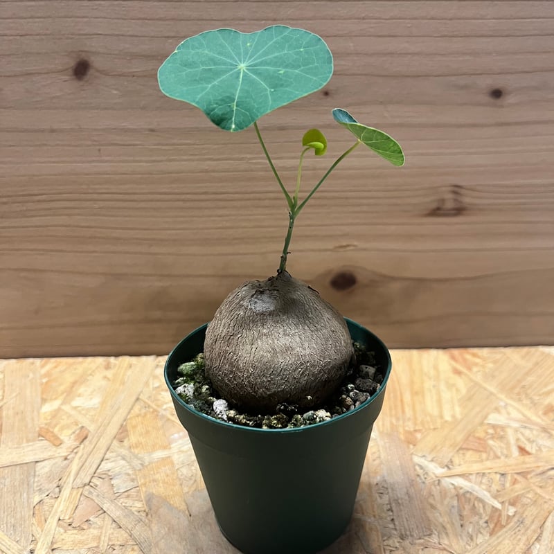 ステファニア エレクタ ステファニア エレクタ - 観葉植物・生花・ドライフラワー通販