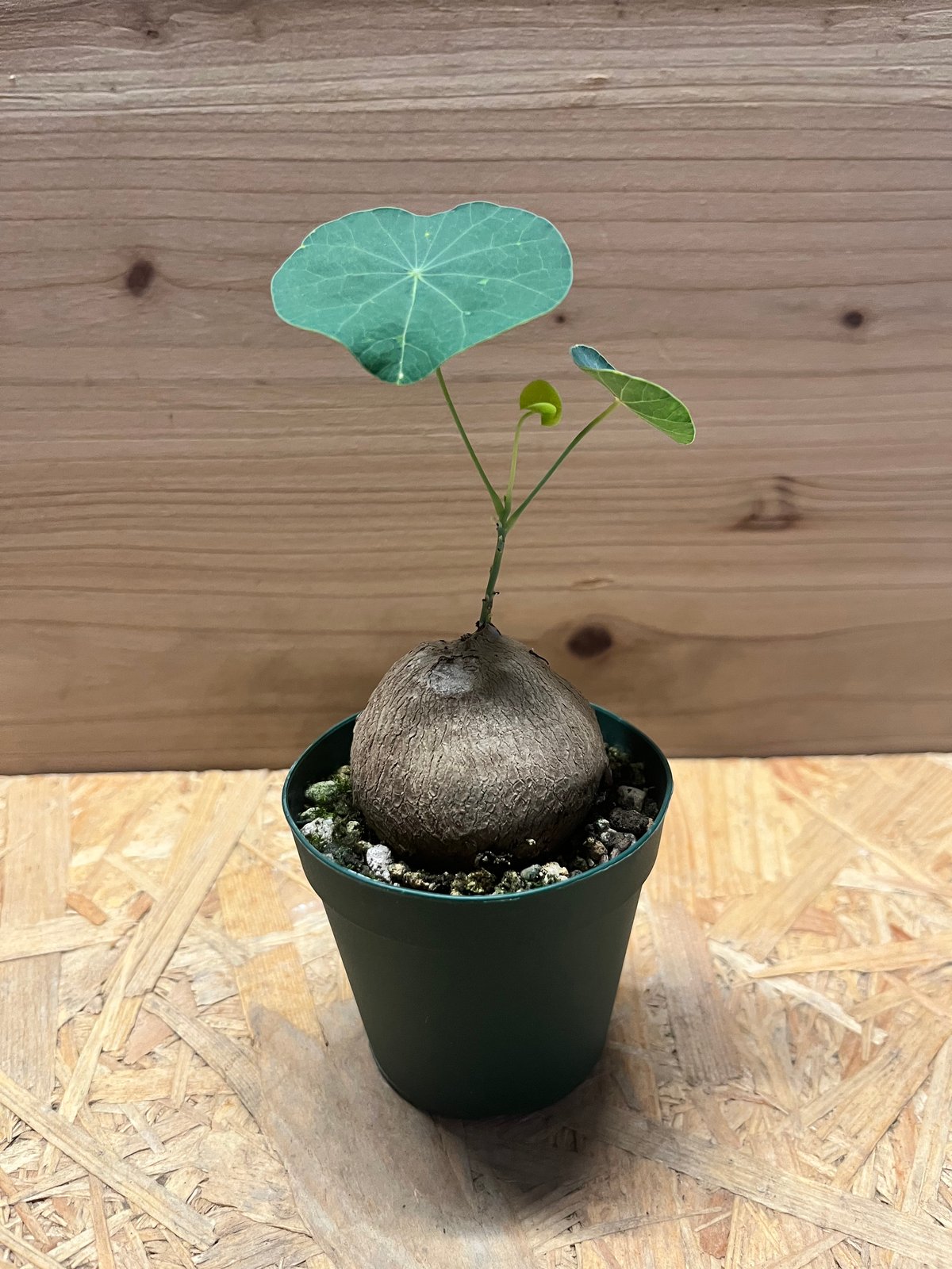 ステファニア エレクタ | GREEN LUCK